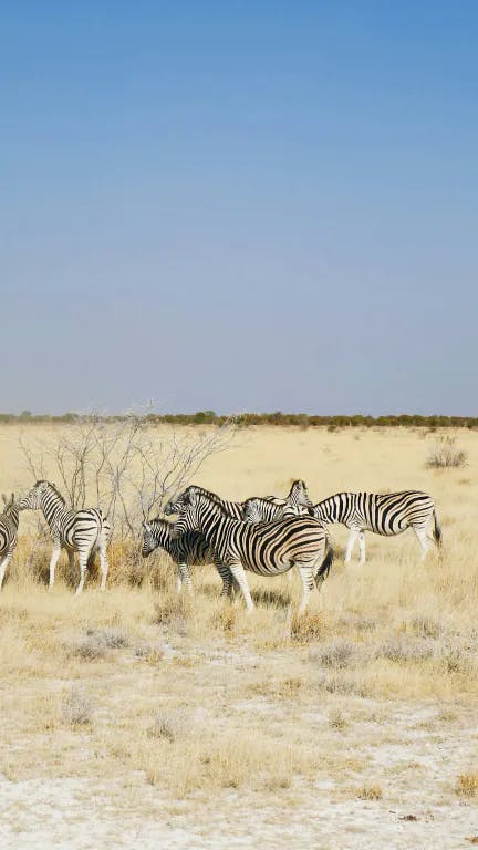 Bild einer Herde von Zebras im Nationalpark