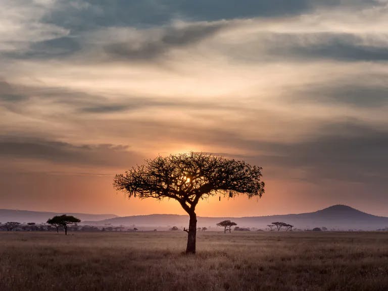 Bild von einem Baum im Nationalpark mit Hügellandschaft im Hintergrund und Abendrot