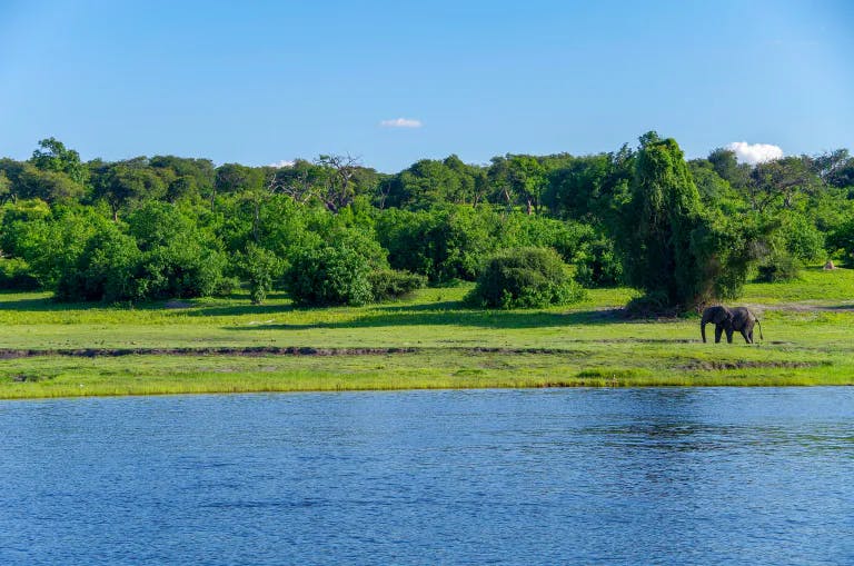 Blick auf einen Fluss mit Wald im Hintergrund und einem Elefanten