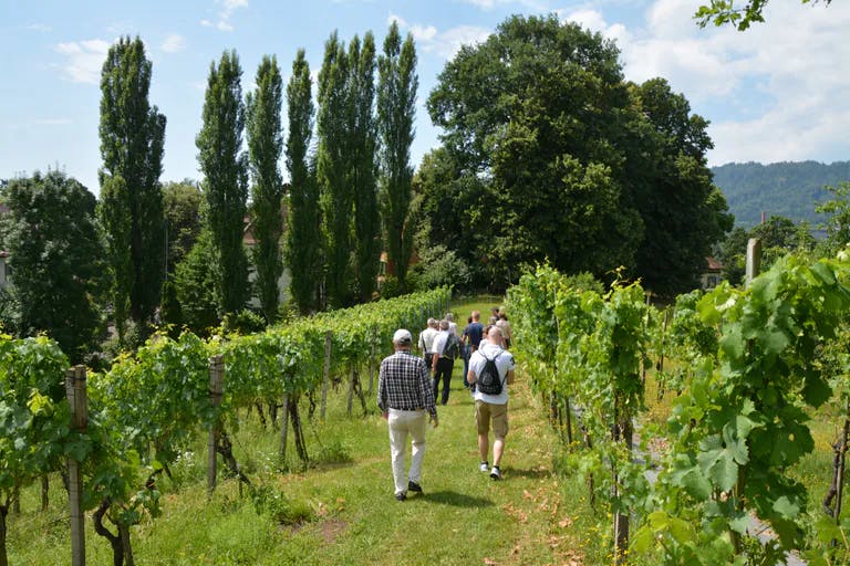 Teilnehmer bei der Weinwanderung in der Stadt Zürich unterwegs im Weinberg