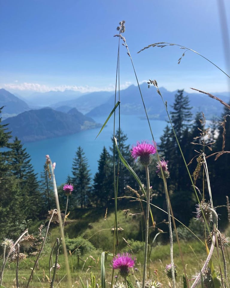 Photo by Hotel Rigi Kaltbad on July 11, 2022. May be an image of nature.