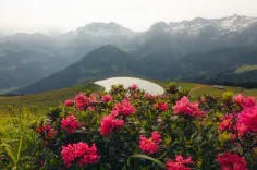 Blumen im Vordergrund und Bergpanorama im Hintergrund
