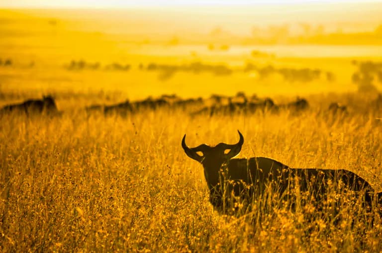 Tierherde im Nationalpark in Kenia